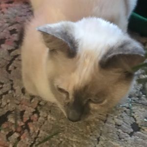 Meet your Posher, Sirdino